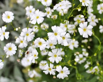 BABY'S BREATH SEEDS  300+ White Flowers (Gypsophila Elegans) | Drought Tolerant