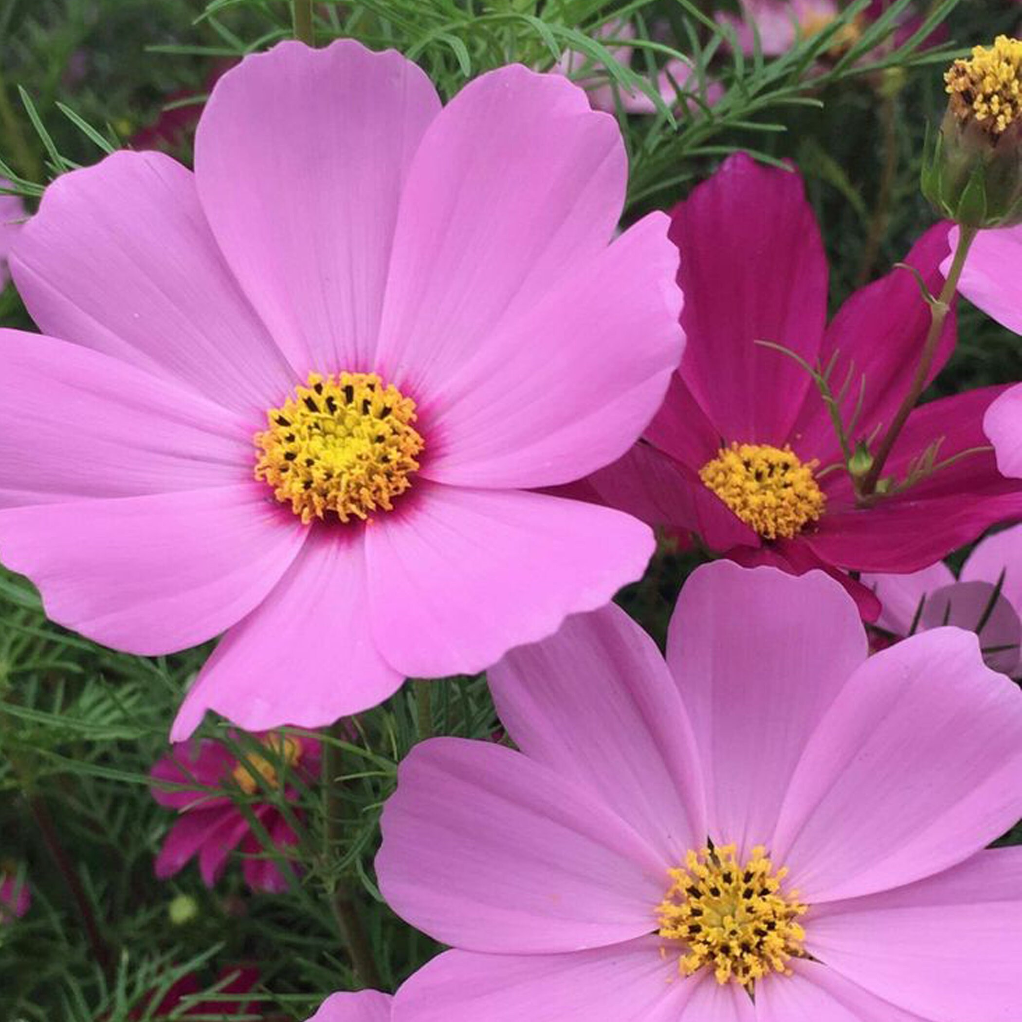Cosmos Mix 500 Seeds, Dwarf Mix, Heirloom Annual Flower, Multi