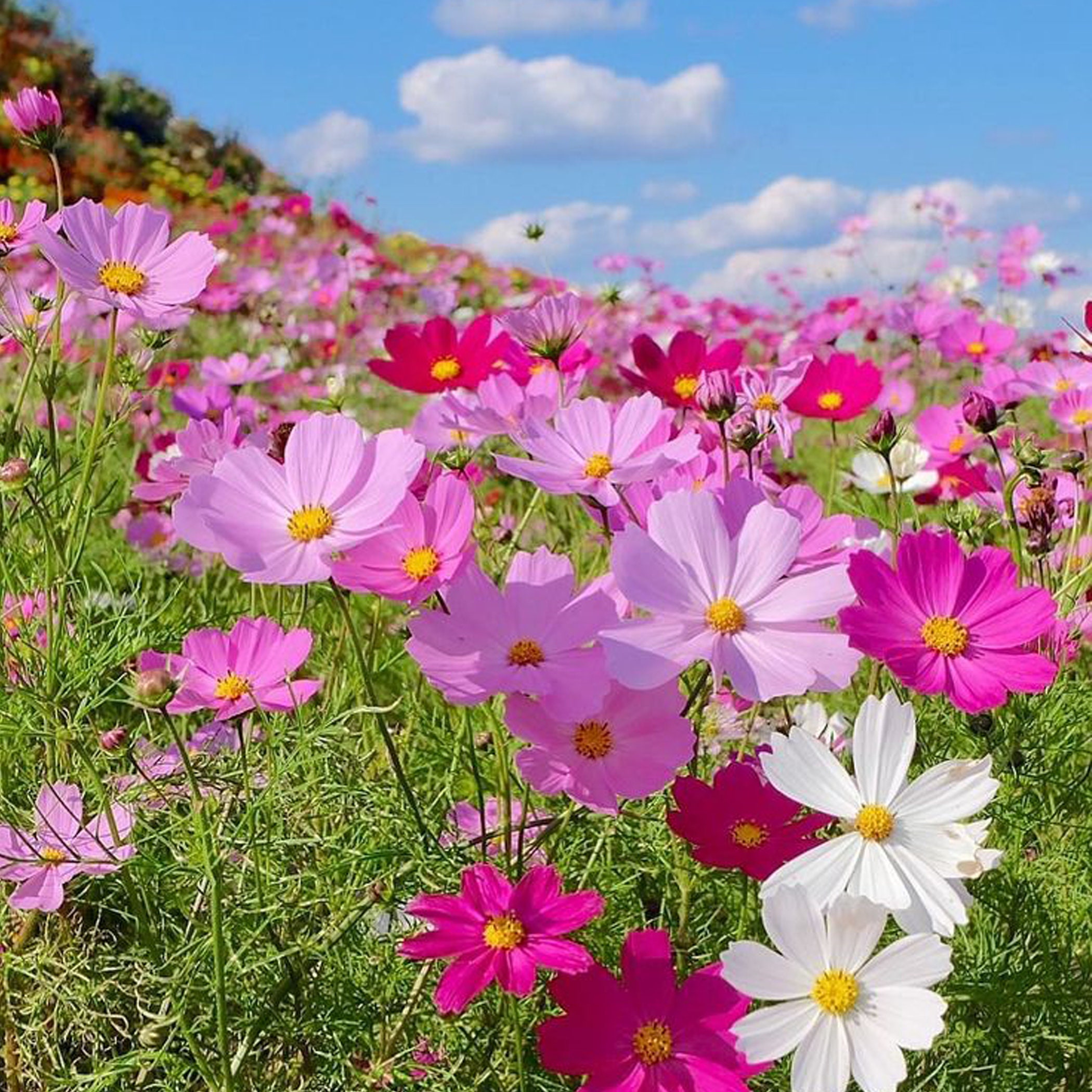 Cosmos Mix 500 Seeds, Dwarf Mix, Heirloom Annual Flower, Multi