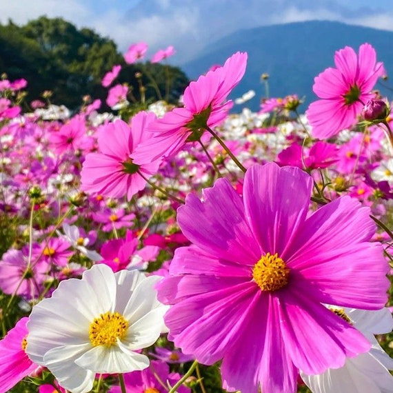 Cosmos Mix 500 Seeds, Dwarf Mix, Heirloom Annual Flower, Multi