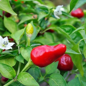 10 Guam BOONIE PEPPER SEEDS, Hot Chili Pepper Seeds, Individual Seed Packets, fresh seeds for the 2024 season, Capscium annuum