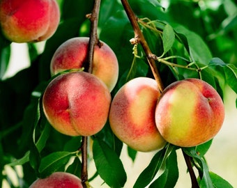 Peach Tree Seeds Dwarf ( 3 Seeds), Prunus persica "Nemaguard" (Peach seedling), Hardy fruits, Cold tolerant, disease resistant, fast growing