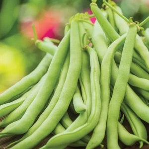 Contender Bush Bean Seeds, Contender Green Bean Seeds, vegetable seeds, bush bean seeds, pole bean seeds, garden plant seeds, organic seeds