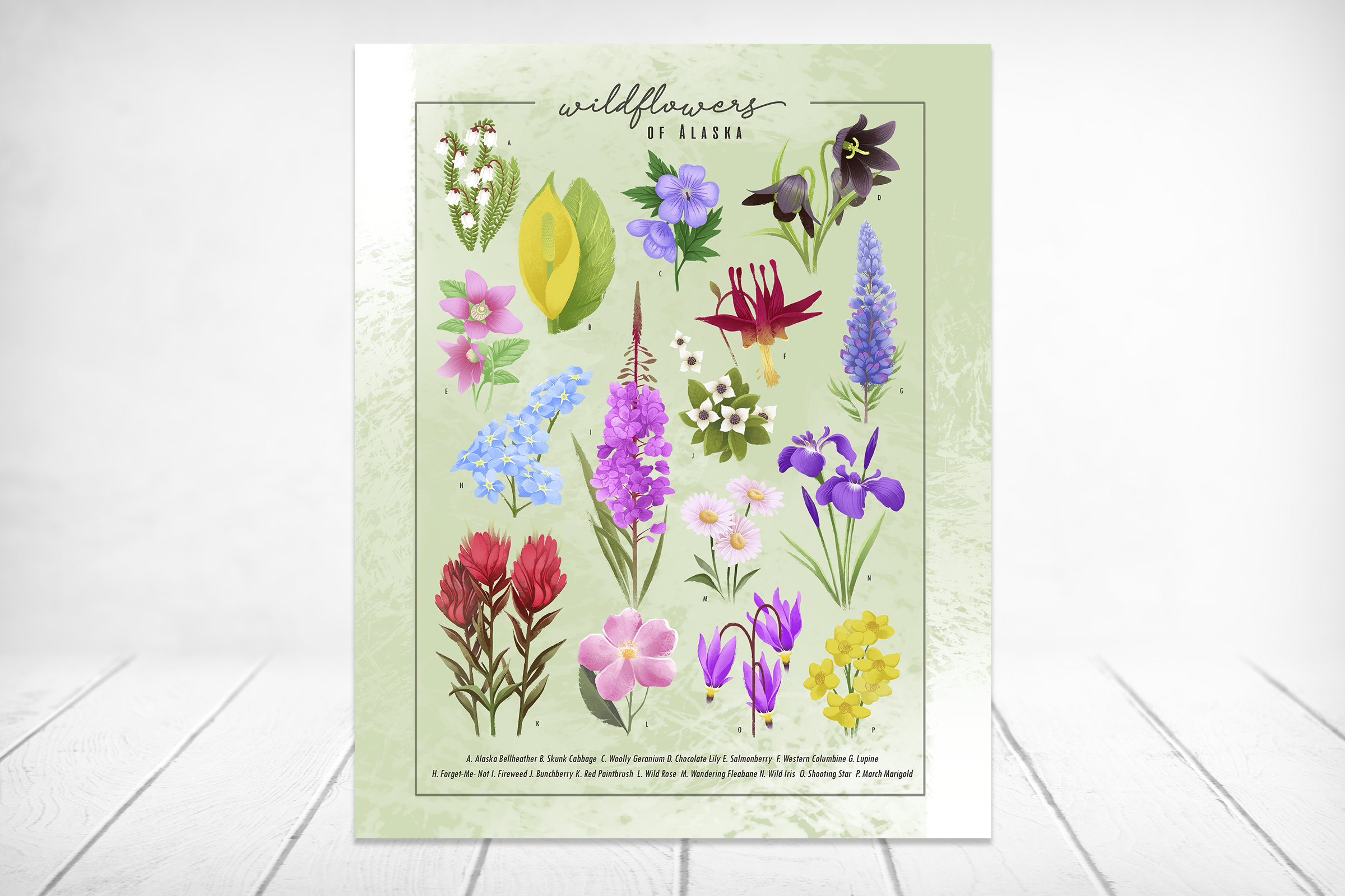 Wildflowers of Alaska Art Print | Flower Art Print | Vintage Flower Print | Botanical Print | Botanical Art | Alaska Flower Painting