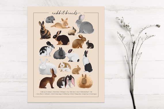 A Bunny Lover’S Guide to White Rabbit Breeds