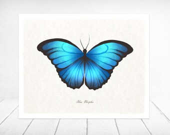 Blue Morpho Butterfly // Fine Art Poster Print 8 x 10 vintage naturalist entomology illustration