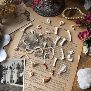 Bone, Tooth, & Claw Mystery Mix (20 Pc) | Bones for Jewelry | Jewelry Assortment | Curio Cabinet | Jewelry Making | Bone Divination