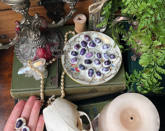 5 Purple Top Cowrie Shells | Shell Collecting | Divination | Charm ...