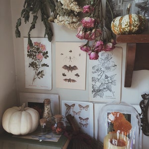Bats of Autumn Natural History Print | 4x6 on Linen Paper | Dark Cottagecore | Nature Prints | Halloween Decor | Dark Academia Aesthetic