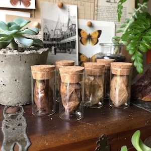 Real Luna Moth Cocoon In a Glass Vial | Curiosity Cabinet Cabinet of Curiosities | Curiosities & Oddities | Curiosity Collection