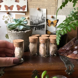 Real Polyphemus Moth Cocoon In a Glass Vial| Natural Curios| Cabinet of Curiosities | Curiosities & Oddities | Curiosity Collection