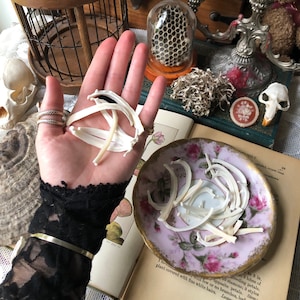 May include: An assortment of vintage curios. A hand displays several white, curved items. A small, floral-patterned dish contains similar objects. Other items include a birdcage, a honeycomb display, and a vintage book.