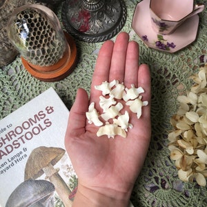 May include: A collection of small, off-white bone fragments held in a hand, with a book titled "Guide to Mushrooms & Toadstools" visible in the background. A glass dome with a honeycomb structure and a pink teacup are also present.