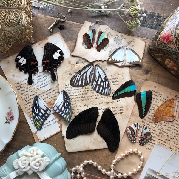 5 Pairs of Real Butterfly Wings (A1 Grade) | Jewelry Making Supply | Craft Supply| Curiosity Cabinet| Resin Jewelry Making | Earring Supply