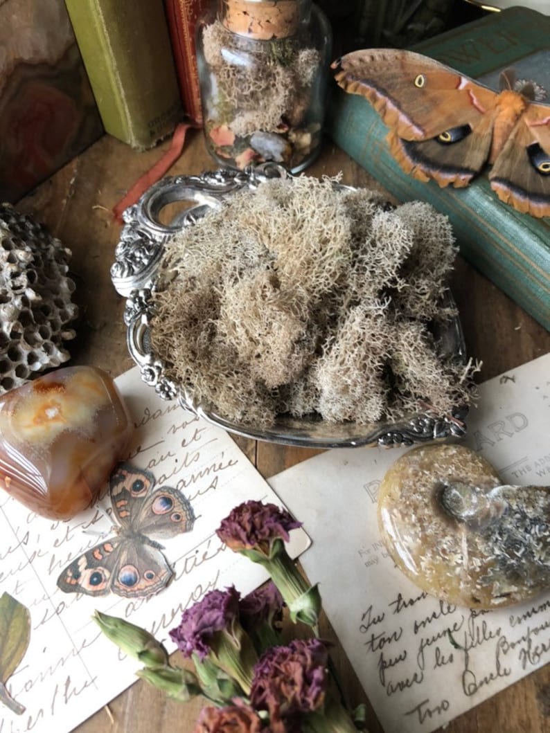 5 oz. Natural Tan Reindeer Moss Bulk Fairy Garden Supply Etsy