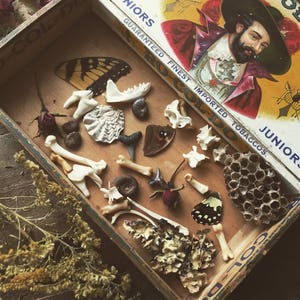 15 Item Curiosities Mystery Box | Real Animal Bones| Fossils & Minerals |Curiosity Cabinet | Nature Gift| Curiosity Gift
