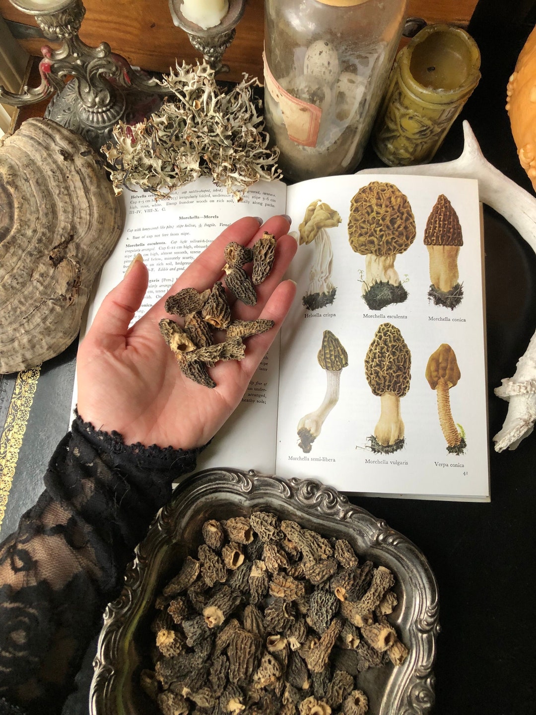 20 Tiny Dried Burn Morel Mushrooms Real Mushrooms Miniature Crafts