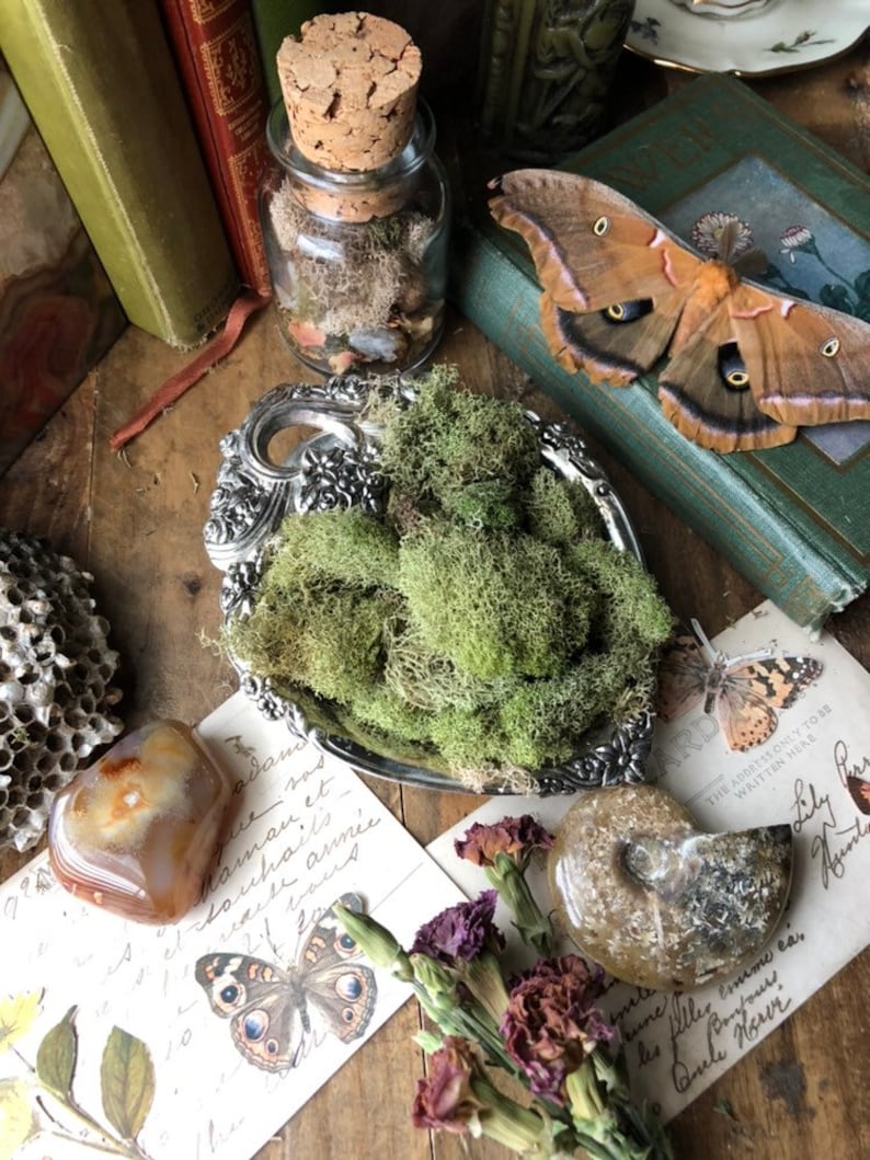 5 Oz. Spring Green Reindeer Moss Bulk Fairy Garden Supply Etsy