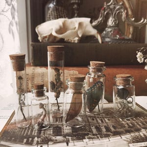 10 Item Curio Vial Collection Mystery Box | Curio Gift | Curiosities and Oddities| Curiosity Cabinet | Nature Lovers Gift