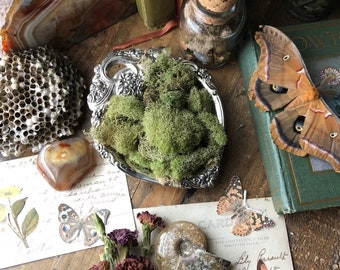 5 oz. Spring Green Reindeer Moss Bulk| Fairy Garden Supply| Terrarium Making| Crystal Terrarium| Miniature Garden