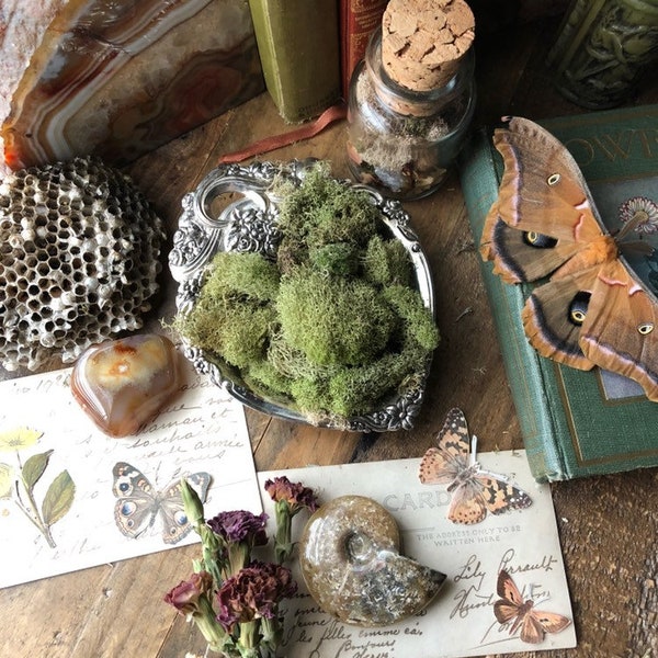 Fairy Garden Supply Etsy