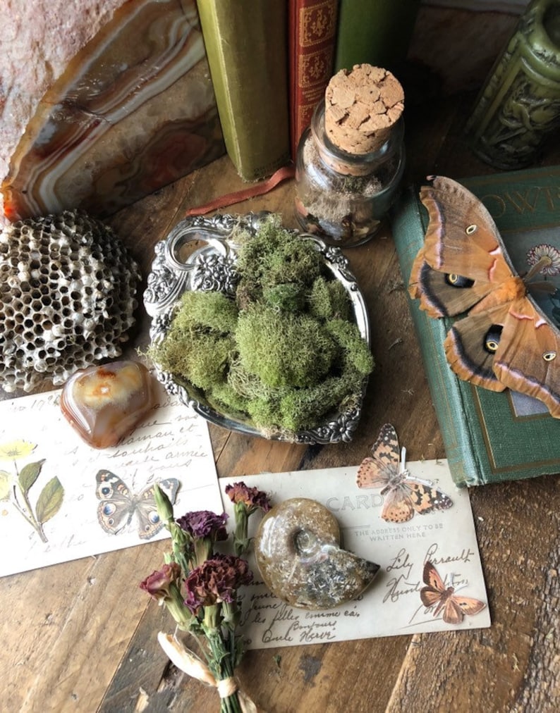 5 oz. Spring Green Reindeer Moss Bulk Fairy Garden Supply Etsy