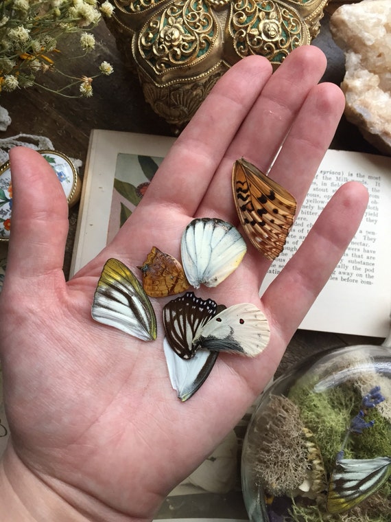 Real butterfly 2024 wing jewelry