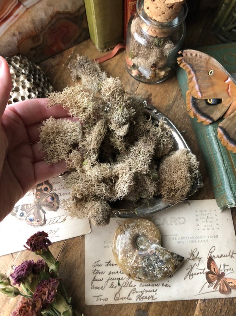 5 oz. Natural Tan Reindeer Moss Bulk Fairy Garden Supply Etsy