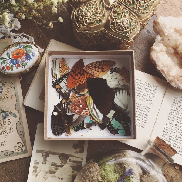 Seconds Grade Echte Schmetterlingsflügel (A- bis A2) | Kuriositätensammlung | Handwerk Versorgung |Schmuckherstellung