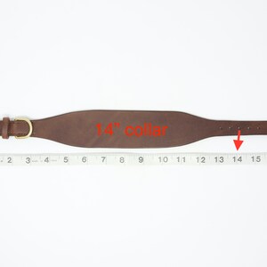 May include: A brown leather dog collar with brass hardware, measuring 14 inches in length.