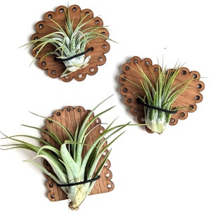 May include: Three air plants mounted on decorative wooden plaques. Each plaque is a scalloped-edge square with a natural wood finish. The air plants have green and silver-green leaves and are secured with black rubber bands.