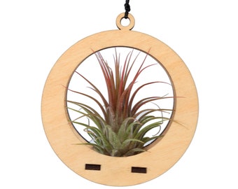 air plant ornament >> circle >> maple