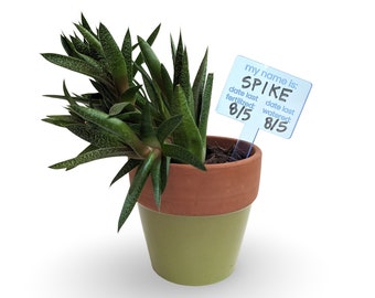 Dry Erase Plant Name Tag, Plant Pick Marker, Plant Name Stake, Succulent Tag, Houseplant Décor, Plant Stick, Crazy Plant Lady