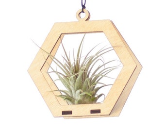 air plant ornament >> hexagon >> maple