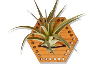 Air Plant Magnet - Cherry Hexagon