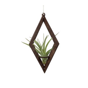 air plant hanger >> diamond >> walnut