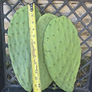 Puede incluir: Tres palas de cactus de higo chumbo de color verde claro, de forma ovalada y con pequeñas espinas espaciadas uniformemente. Una cinta métrica amarilla Stanley está colocada verticalmente sobre las palas, mostrando una longitud de 35,5 cm.