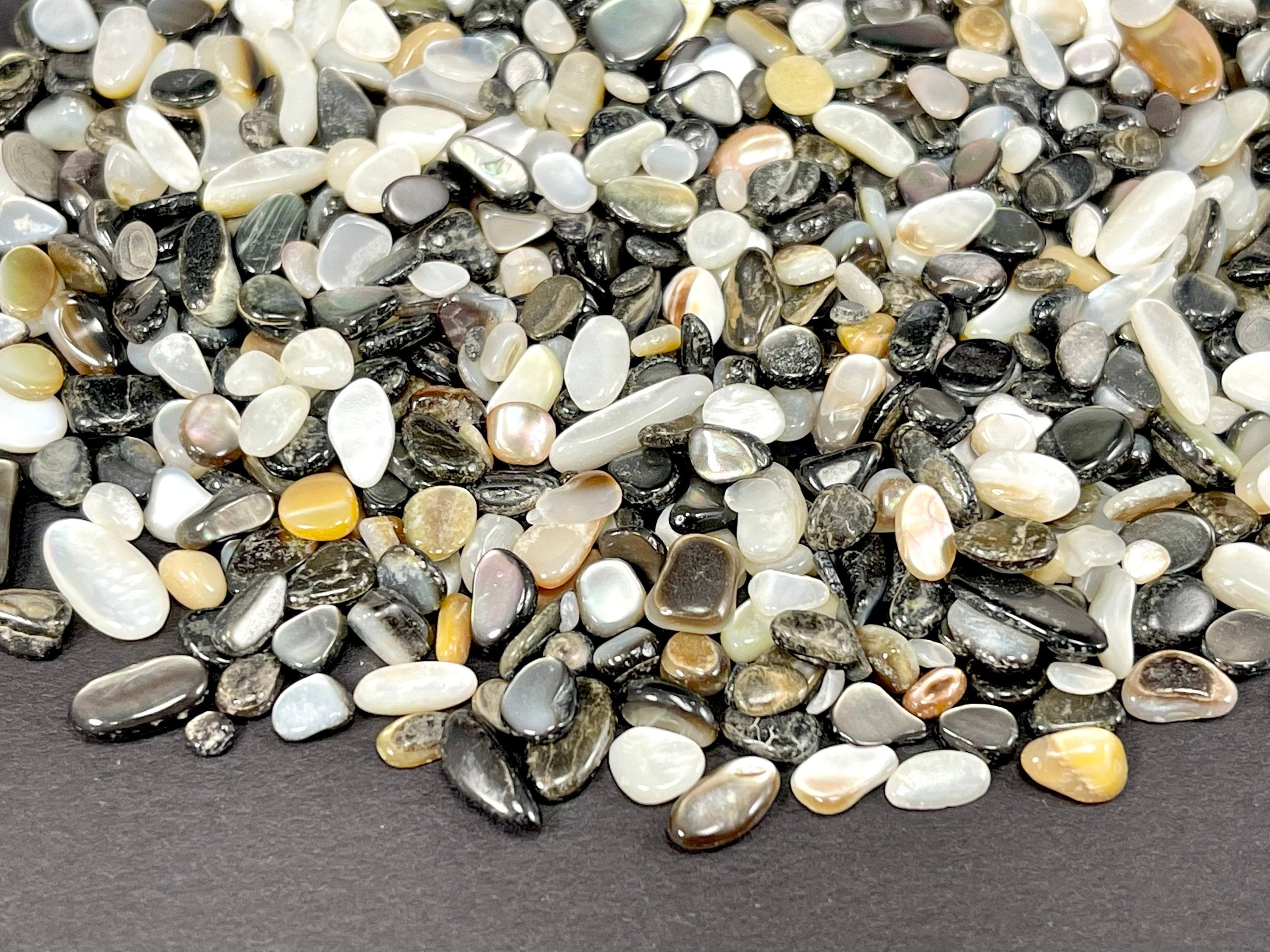 X100 Small Mixed Natural Unvarnished Shells Shells for Decoration