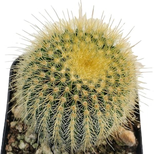 2.5&#39;&#39; Yellow Ball Cactus (Parodia Leninghausii)
