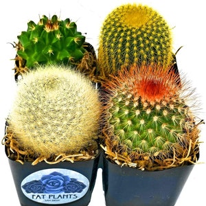 4 Mini Cactus Plants in Plastic Planters - 2 inch growers pots