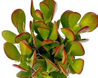 Classic Jade - Crassula Ovata - 4 inch growers pot