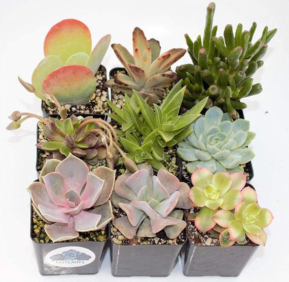 hanger pots for plants Leather Plant Hanger