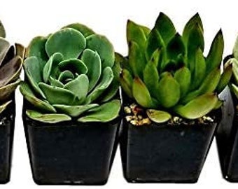 All Rosette Succulent Plants - 2.5 inch growers pots (4)