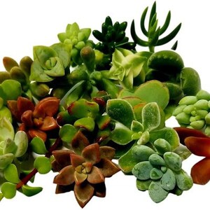15 Miniature Fairy Garden Cuttings