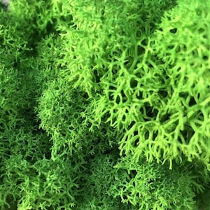 8 oz Bag of Reindeer Moss - Versatile, Natural Decorative Moss for DIY Crafts and Gardening, Terrarium