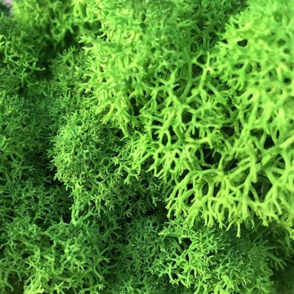 8 oz Bag of Reindeer Moss - Versatile, Natural Decorative Moss for DIY Crafts and Gardening, Terrarium