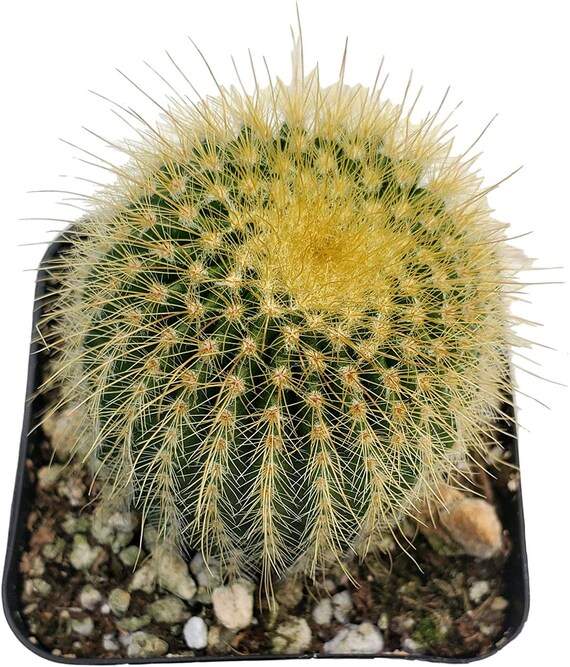 2.5'' Yellow Ball Cactus (Parodia Leninghausii)
