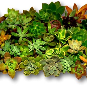 100 Miniature Rosette Succulent Cuttings