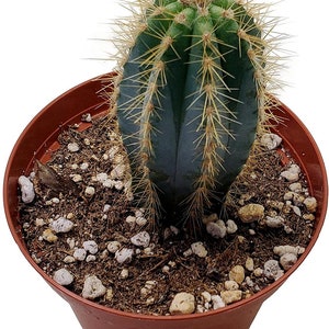 4&#39;&#39; Tall Blue/Pilosocereus Pachycladus