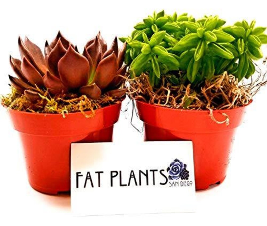 Fat Plants San Diego Live Succulent Plants Variety Collection4 Inch